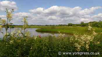 Take a walk on the wild side... right here in York