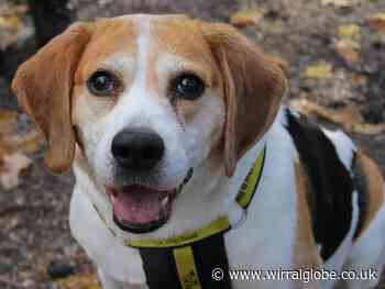 Wirral Globe dog of the week: 'Wonderful' Sophie needs you