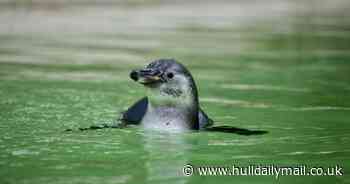 Cute pics as baby penguin takes first dip during heatwave at Sewerby Zoo