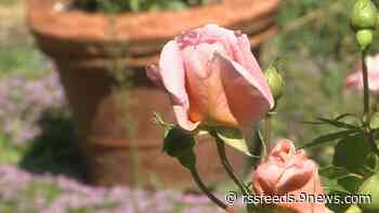 Proctor's Garden: Rain and heat encourage growth