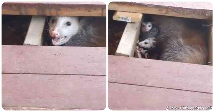 Il cane continua ad abbaiare in direzione del tappeto ma non c’è niente, poi la scoperta choc della padrona – VIDEO
