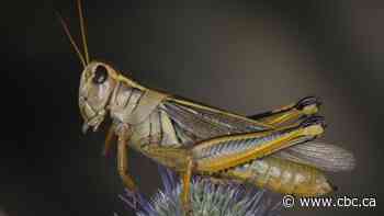 Grasshoppers threaten to devour Alberta crops following extreme heat
