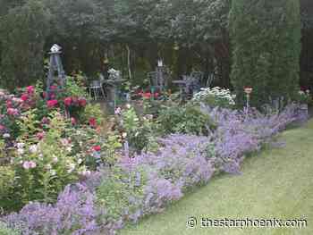 Perennials for Saskatchewan gardens can be hardy and pretty