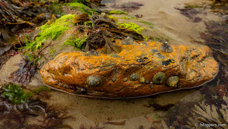 Cracking the Code: How a Polarizer Unveils the Secrets of Rock Pools