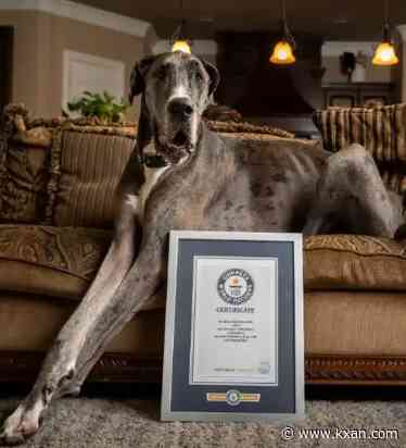 World's tallest dog lives right in Texas — find out where
