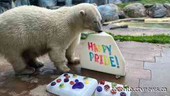 Animals celebrate Pride with food rainbows, popsicles at Toronto Zoo