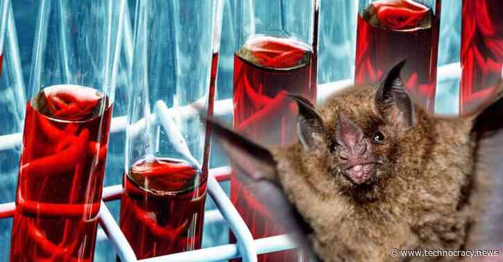 Plan to Build NIH-Funded Bat Research Lab in Colorado Sparks Fears of Lab Leak