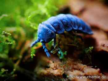 Abstoßende Unordnung: Was macht cholesterinhaltige Oberflächen so abweisend?