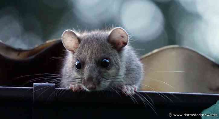 Hat der Siebenschläfertag eine Bedeutung fürs Wetter?