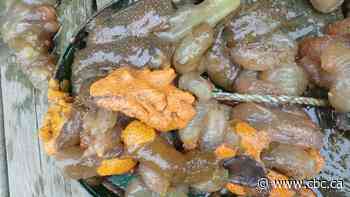 Slimy, invasive and spreading fast. Shellfish farms face biofouling 'invasion'