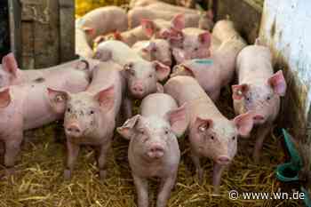 Das müssen Sie zum Deutschen Bauerntag in Münster wissen