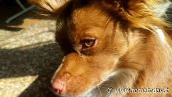 La raccolta fondi per la cagnolina aggredita da un pitbull sull'autobus 904