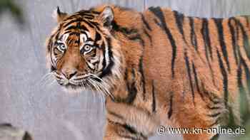 Zoo Frankfurt: Nachwuchs bei Sumatra-Tigern