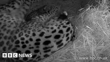 Yorkshire Wildlife Park: Rare Amur leopard's birth caught on camera