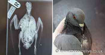 RSPCA slams 'cruel' airgun shootings of pigeons after death in Darlington