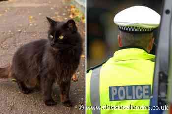 Audio released of 999 caller 'followed' by cat in Finchley