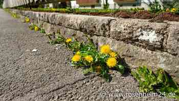 Unkraut auf dem Gehweg vor dem Haus – wer muss es entfernen?