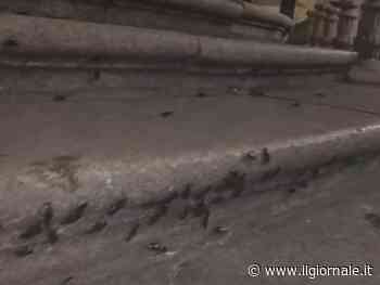 "Da voltastomaco", le blatte invadono Milano: una situazione da brivido