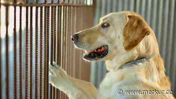 „Willkommen in der Familie“: Gerettete Hündin kann nicht aufhören, zu lächeln