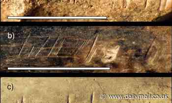 Cuts on bone of human relative could be oldest evidence of cannibalism