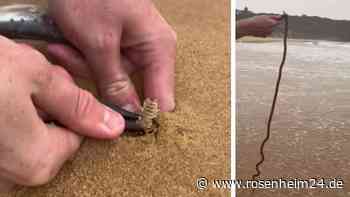 „Nie wieder am Strand“: Fischer zieht „schlimmsten Alptraum“ aus dem Sand
