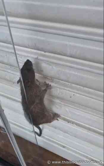 HUGE rat spotted in former Romford Debenhams shop window