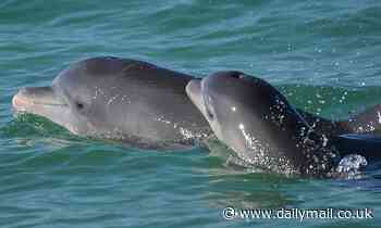 Dolphins use high-pitched voices for their babies too, study finds