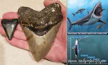 Megalodon was NOT cold-blooded, study finds