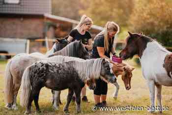 Schloß Holte-Stukenbrock: Kinder lernen den Umgang mit Ponys