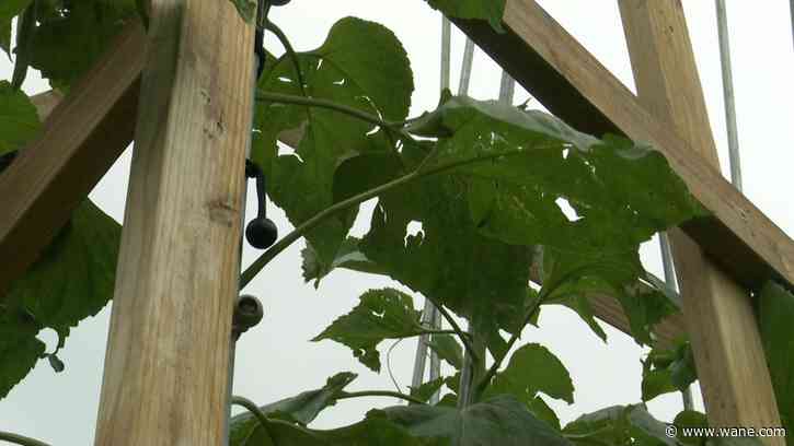Hail damages Fort Wayne man's sunflowers and his hopes of setting a new national record