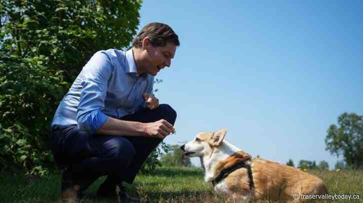 B.C. shells out $12M for four new animal shelters across province as demand rises