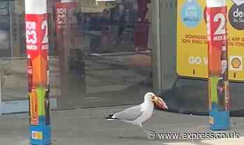 Mum captures seagull on film stealing crisps from petrol station