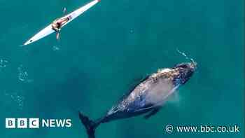 ‘Curious’ whale swims alongside kayaker