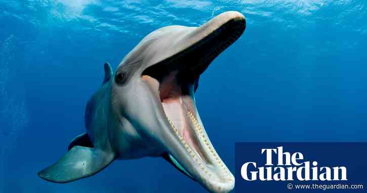 Dolphin mothers use ‘baby talk’ with their calves, recordings show