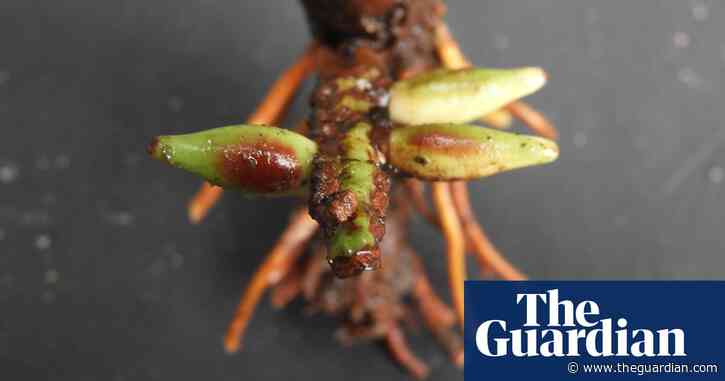 ‘Mind-boggling’ palm that flowers and fruits underground thrills scientists