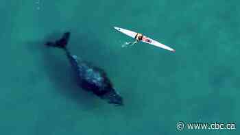 #TheMoment a curious whale gets up close and personal with kayaker