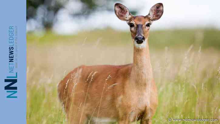 Igniting the Spark: Getting Children and Grandchildren Excited About Nature