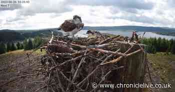 Northumberland's Kielder ospreys get their own YouTube channel
