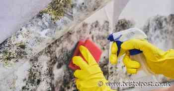 5 ways to prevent and remove black mould as summer heat makes it perfect breeding ground