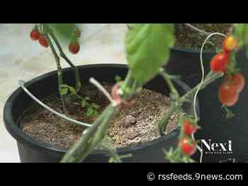 DPS greenhouse is dedicated to growing fresh produce to feed students