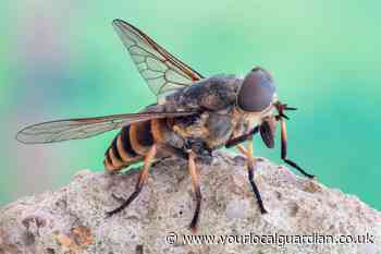 Warning of 'Dracula' horsefly bites which can 'tear flesh'