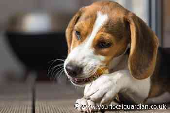 Vets warn dog owners about dangers of rawhide bone treats