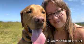 Devastated dog owner desperate to raise funds for ‘sweet Labrador’ with cancer