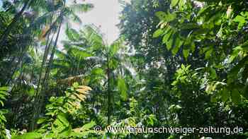 Tropischer Urwald von Fläche der Schweiz in 2022 zerstört