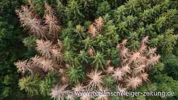 Schädlinge sind Hauptursache für Schadholzeinschlag