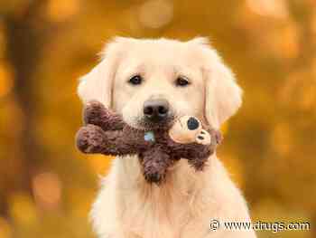 Combo Therapy Could Treat Oral Melanomas in Dogs