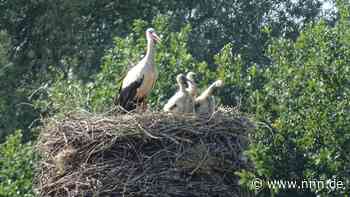 Groß Belitzer Störche haben Storchenbaby aus Schwaan adoptiert