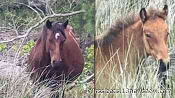 Wild horses living in complete isolation spotted in Carova, North Carolina