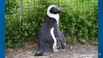 World's oldest African penguin dies at 43 at the Metro Richmond Zoo
