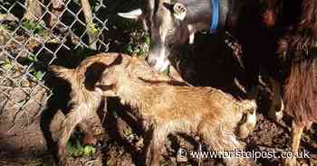 Urgent appeal to locate missing baby goats